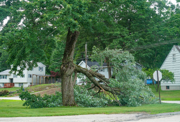 Shields, MI Tree Service Company